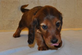 Jamnik d�ugow�osy - szczeni� 